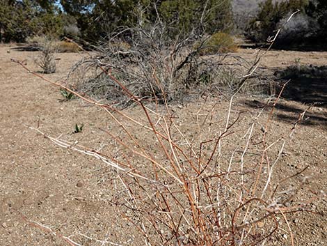 Yucca Buckwheat (Eriogonum plumatella)