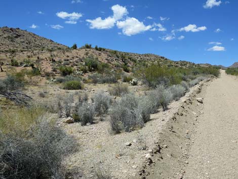 Yucca Buckwheat (Eriogonum plumatella)