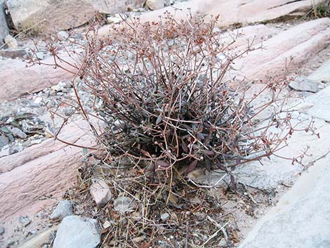 Shrub Buckwheats (Eriogonum spp.)