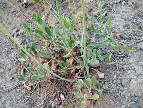 Sulphur-flower Buckwheat (Eriogonum umbellatum)