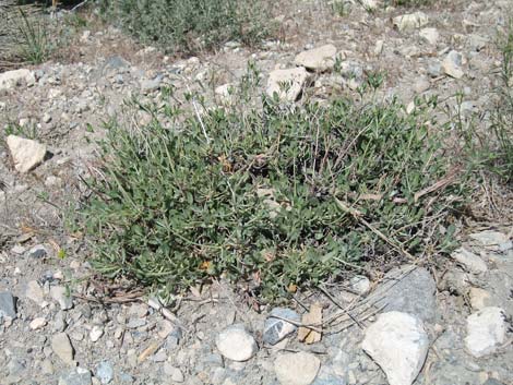 Sulphur-flower Buckwheat (Eriogonum umbellatum)