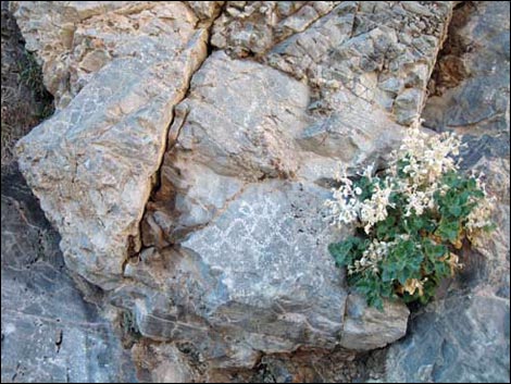 Desert Stingbush (Eucnide urens)