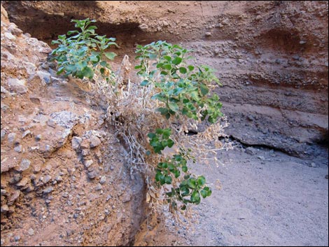 Desert Stingbush (Eucnide urens)