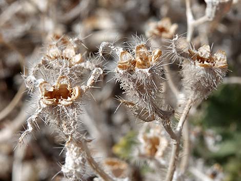 Desert Stingbush (Eucnide urens)