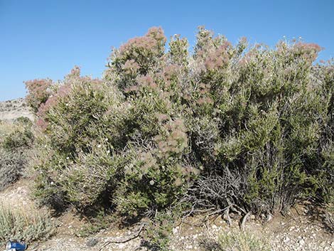 Apache Plume (Fallugia paradoxa)