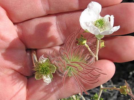 Apache Plume (Fallugia paradoxa)