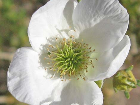 Apache Plume (Fallugia paradoxa)