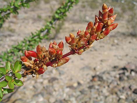 Ocotillo (Fouquieria splendens)