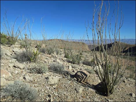 Ocotillo (Fouquieria splendens)