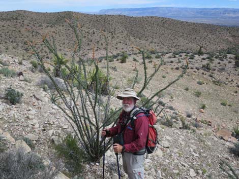 Ocotillo (Fouquieria splendens)