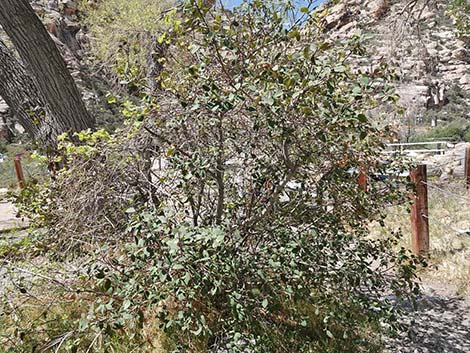 California Coffeeberry (Frangula californica)