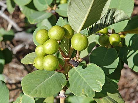 California Coffeeberry (Frangula californica)