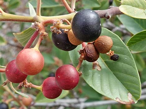 California Coffeeberry (Frangula californica)