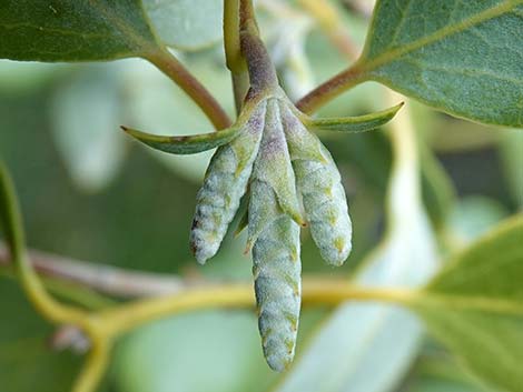 Ashy Silktassel (Garrya flavescens)