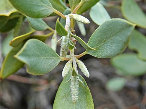 Ashy Silktassel (Garrya flavescens)