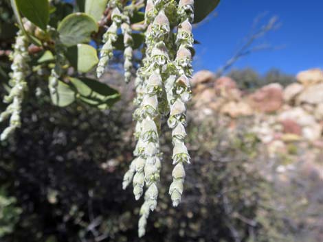 Ashy Silktassel (Garrya flavescens)