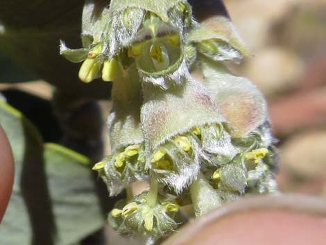 Ashy Silktassel (Garrya flavescens)