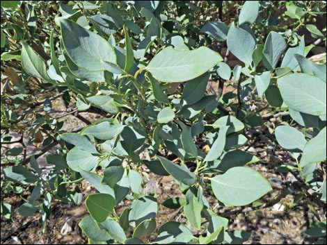 Ashy Silktassel (Garrya flavescens)