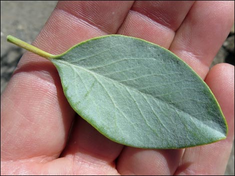 Ashy Silktassel (Garrya flavescens)