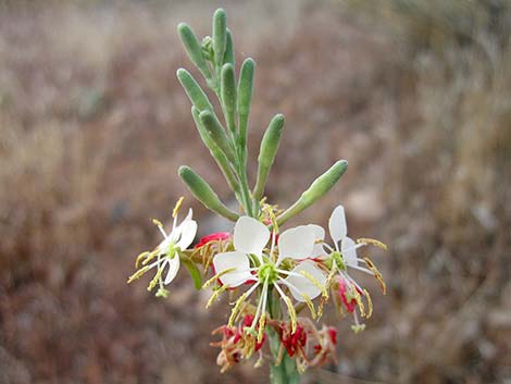 Scarlet Beeblossom (Oenothera suffrutescens)