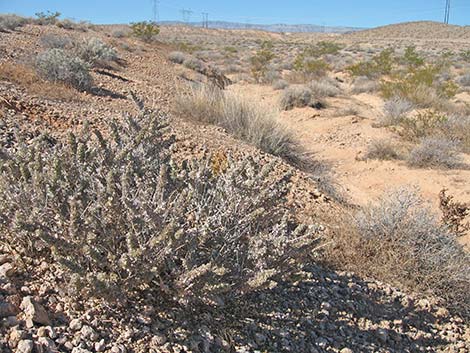 Spiny Hopsage (Grayia spinosa)