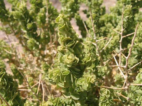 Spiny Hopsage (Grayia spinosa)