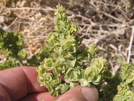 Spiny Hopsage (Grayia spinosa)