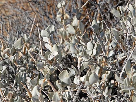 Spiny Hopsage (Grayia spinosa)