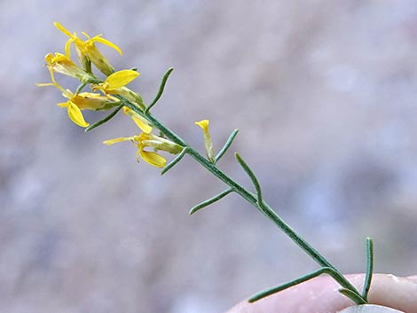 Threadleaf Snakeweed (Gutierrezia microcephala)