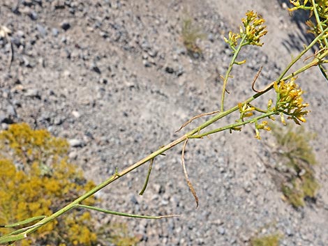 Threadleaf Snakeweed (Gutierrezia microcephala)