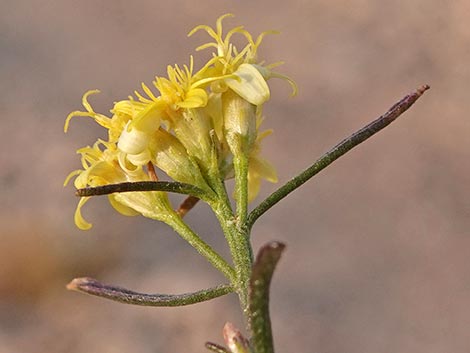 Broom Snakeweed (Gutierrezia sarothrae)