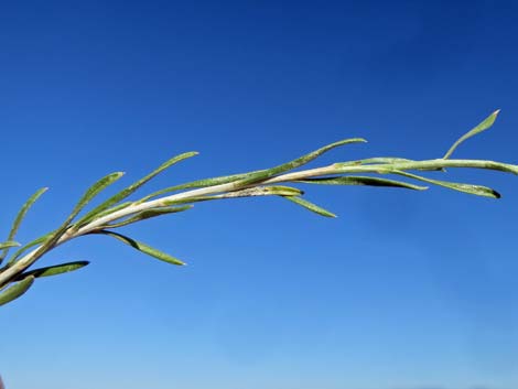 Broom Snakeweed (Gutierrezia sarothrae)