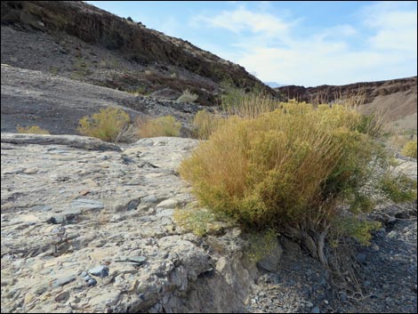 Broom Snakeweed (Gutierrezia sarothrae)