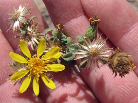 Hairy False Goldenaster (Heterotheca cinerascens)