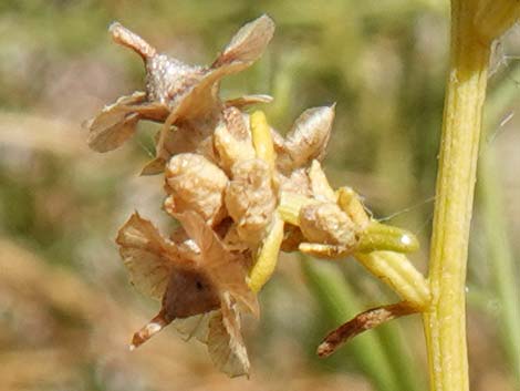 Burrobrush, Cheeseweed (Hymenoclea salsola)