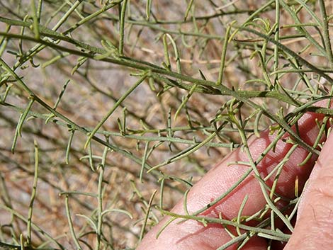 Burrobrush, Cheeseweed (Hymenoclea salsola)