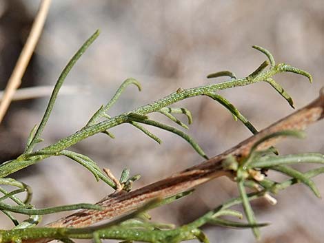 Burrobrush, Cheeseweed (Hymenoclea salsola)