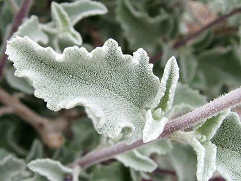 Desert Lavender (Hyptis emoryi)