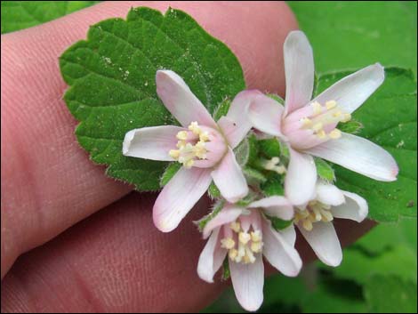 Fivepetal Cliffbush (Jamesia americana var. rosea)