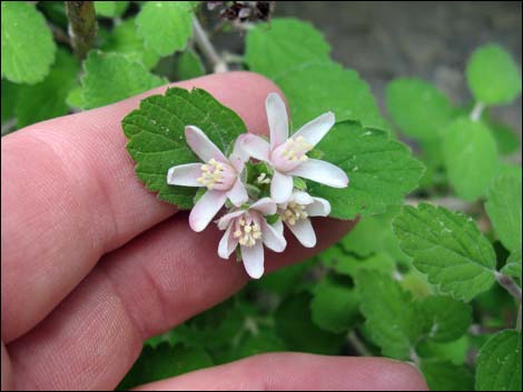 Fivepetal Cliffbush (Jamesia americana var. rosea)