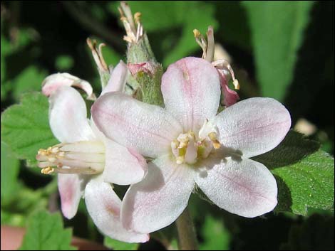 Fivepetal Cliffbush (Jamesia americana var. rosea)