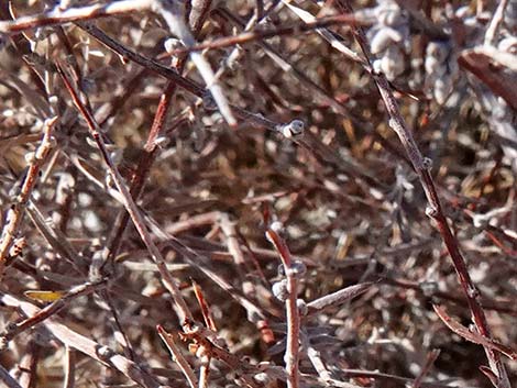 Littleleaf Ratany (Krameria erecta)