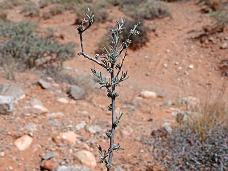 Littleleaf Ratany (Krameria erecta)