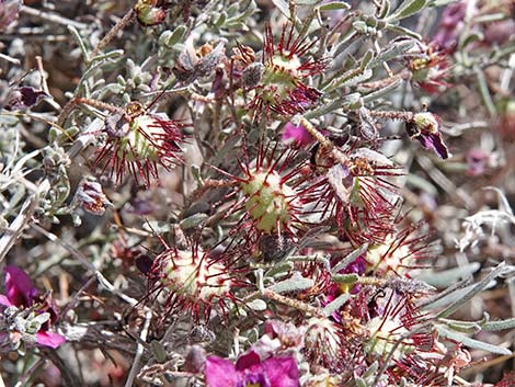 Littleleaf Ratany (Krameria erecta)