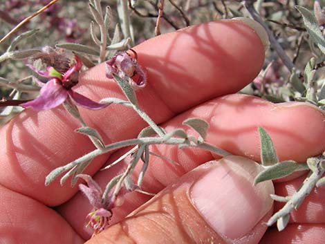 White Ratany (Krameria grayi)