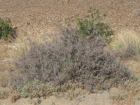 White Ratany (Krameria grayi)