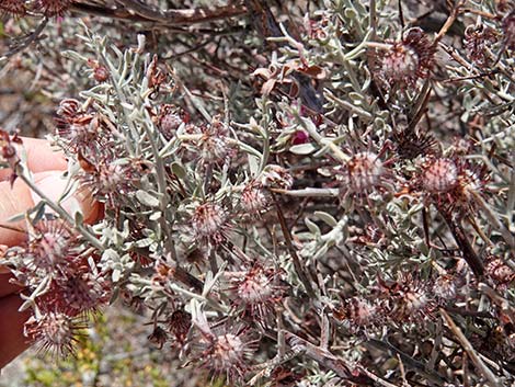 White Ratany (Krameria grayi)