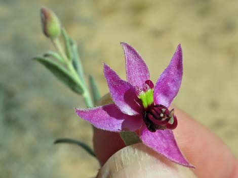 White Ratany (Krameria grayi)