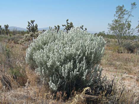 Winterfat (Krascheninnikovia lanata)