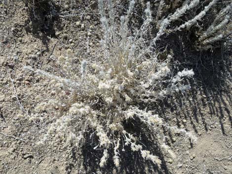 Winterfat (Krascheninnikovia lanata)